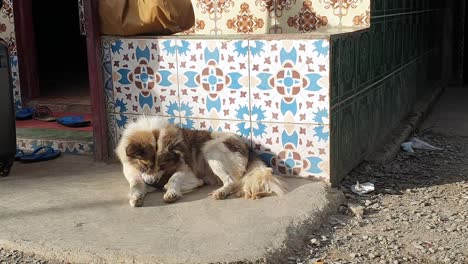 a fluffy white and brown dog nibbling and grooming with beautiful mosaic tiles in the background in timor leste, south east asia