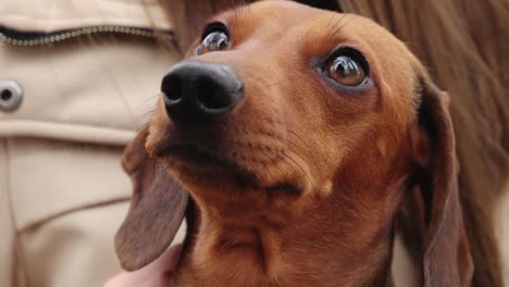 el perrito está posando para la cámara
