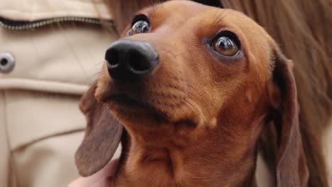 the little dog is posing for the camera