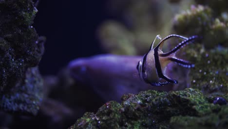 cardinalfish aggressively dancing in front of an eel in the saltwater aquarium