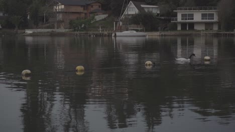 black neck swan swiming in the vichuquen lake