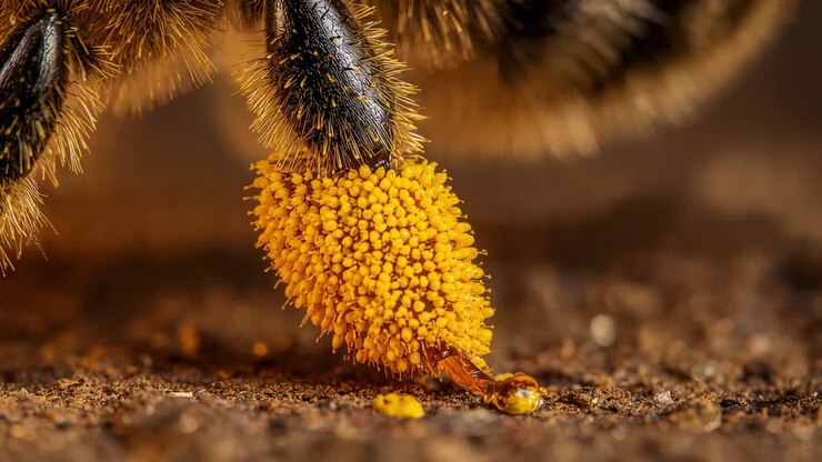 Landing insect hind leg lowering pollen basket onto soil, amber droplet and smear appearing