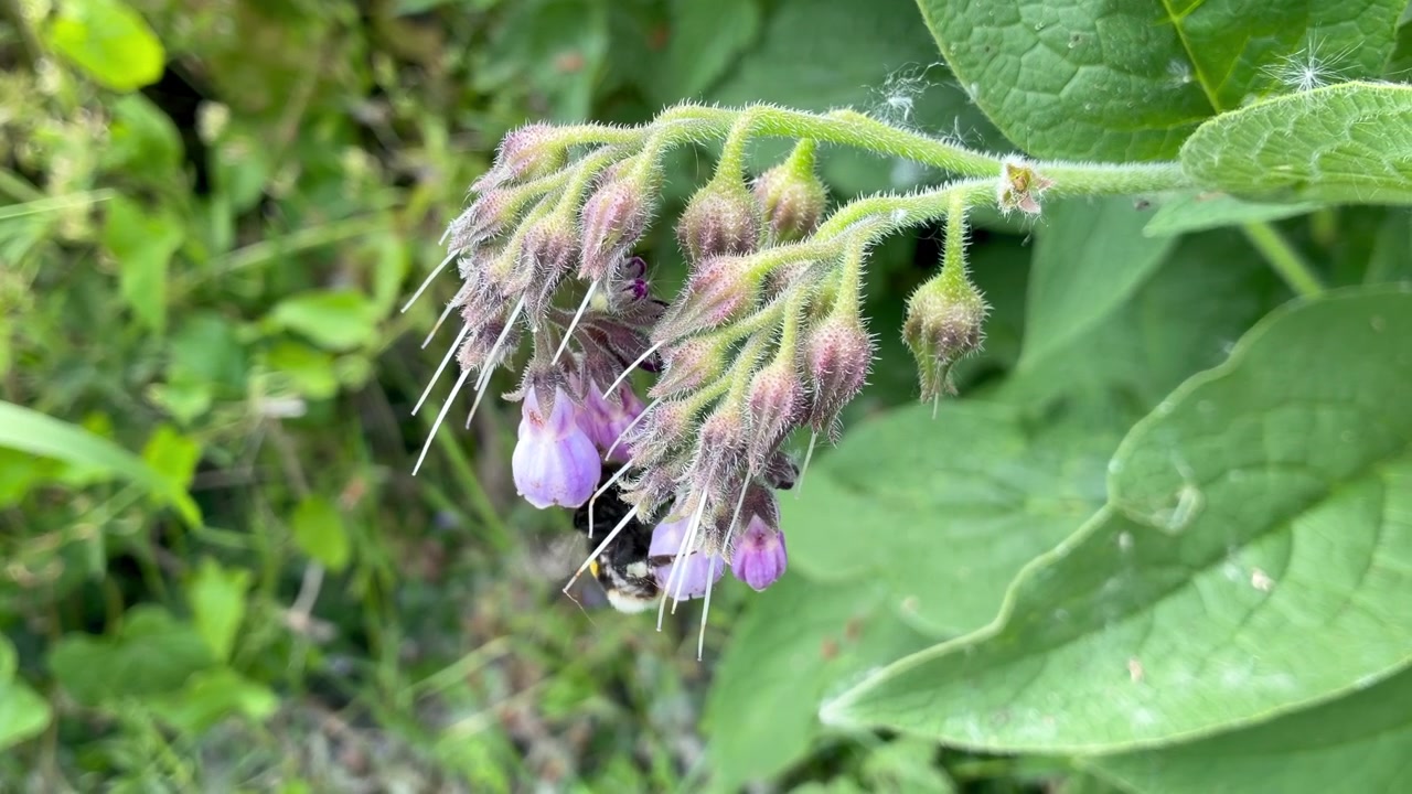 Dalam gerakan lambat, seekor lebah bumblebee merayap dari satu bunga Deadly Nightshade ungu ke bunga lain mengumpulkan serbuk sari