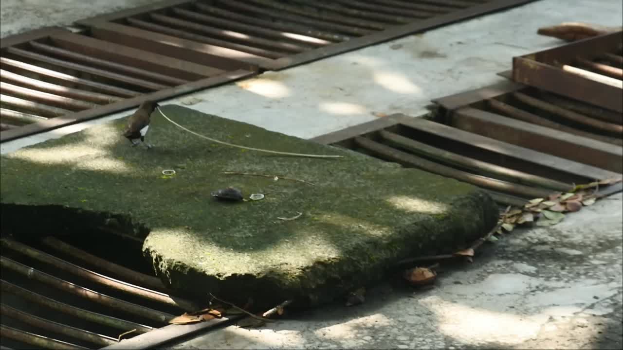 sparrows jumping on the ground, Sandpiper walks, Bird searches for food, wild birds video