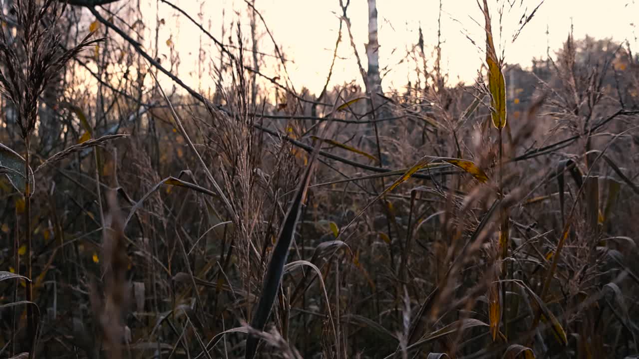 Cinematic close up glide through frosty marsh grass at sunrise with golden backlight, hoar frost sparkle, and dreamy bokeh