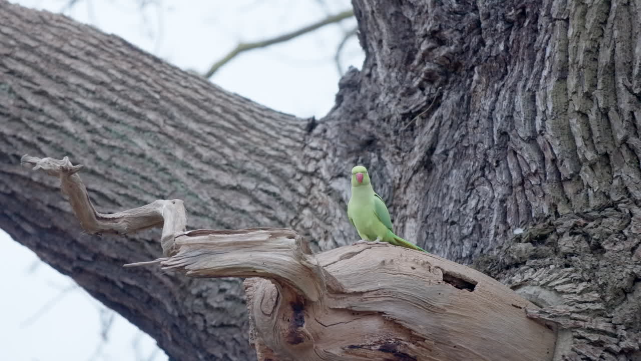 슬로우 모션으로 날아가는 녹색 앵무새