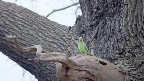 Green-parrot-flying-away-in-slow-motion