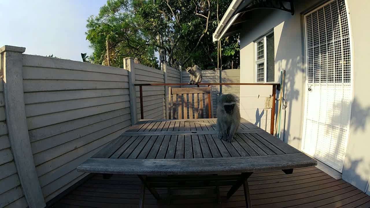 hambrientos monos vervet grises salvajes comiendo comida en una mesa exterior en una zona residencial en sudáfrica