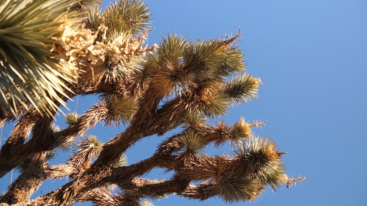 Looking up at the underside of Joshua tree with blue sky background