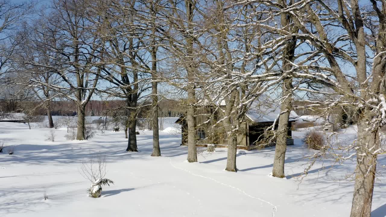 Aerial drone view through large trees revealing historic wooden family home nestled in peaceful countryside landscape on a sunny winter day. Winter in rural area.