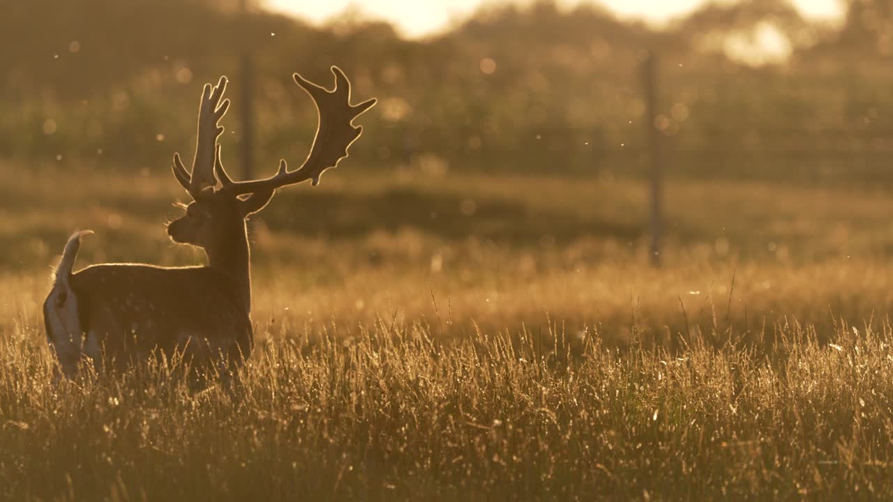 олень в золотом луге