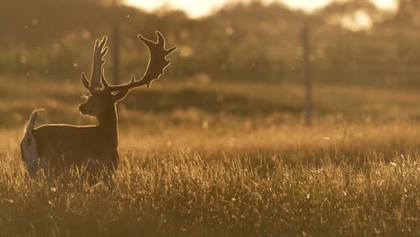 fallow deer in a golden meadow
