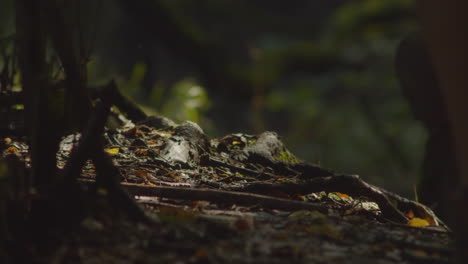 Close-up-of-man’s-hiking-boots-walking-on-forest-floor-with-autumn-colors