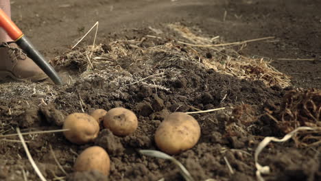 man harvesting organic potatoes using a digging fork in saskatchewan, canada