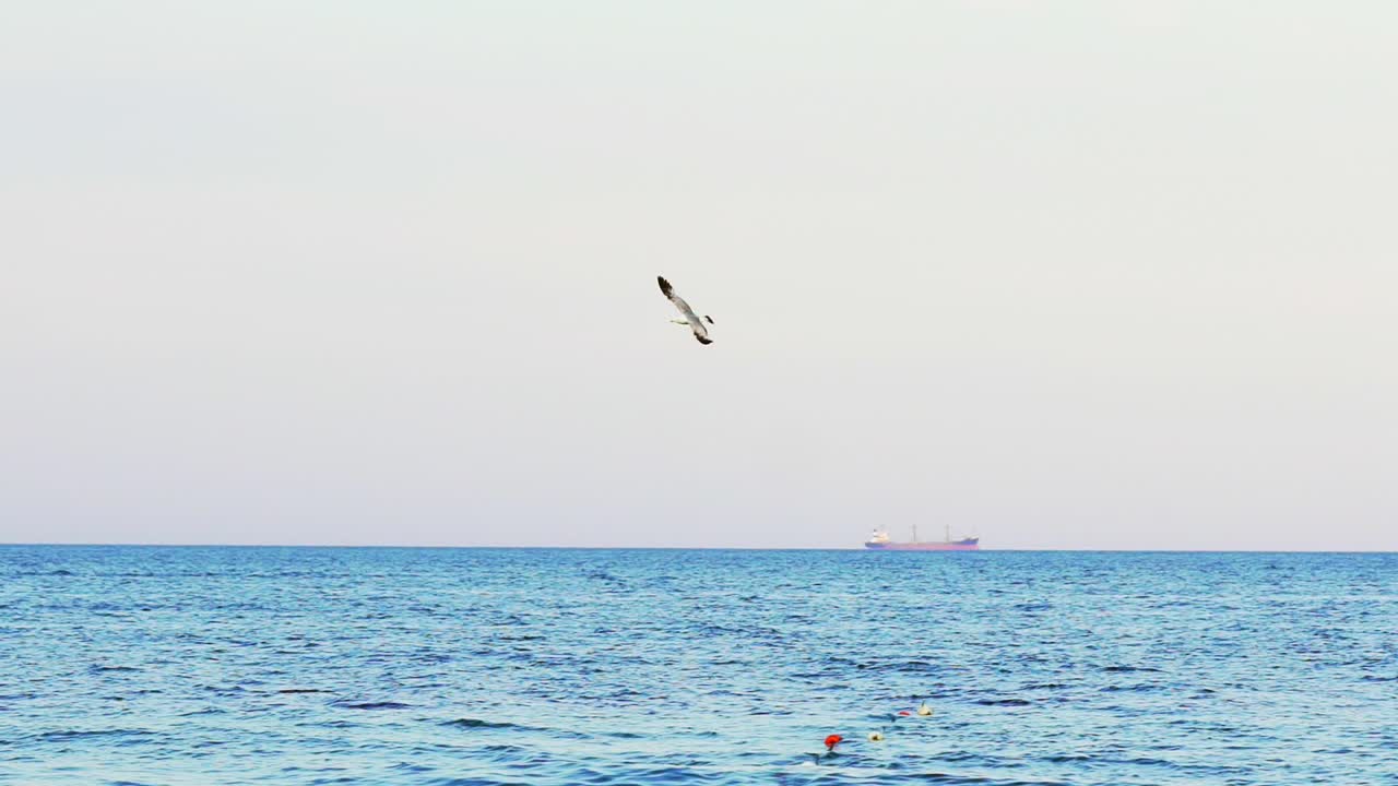 Seagull flying against sea. View of flying seaugull and cargo ship in endless sea at background