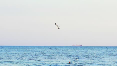 seagull flying against sea. view of flying seaugull and cargo ship in endless sea at background