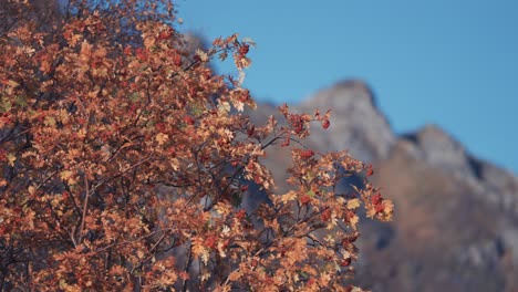 A-close-up-of-the-rowan-tree-with-bright-leaves-and-berries