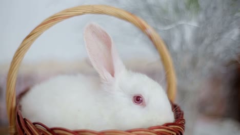 easter bunny with easter multicolored eggs on a green background