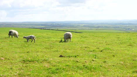 Joyful-baby-sheep-joining-parents,-running-freely-in-green-fields