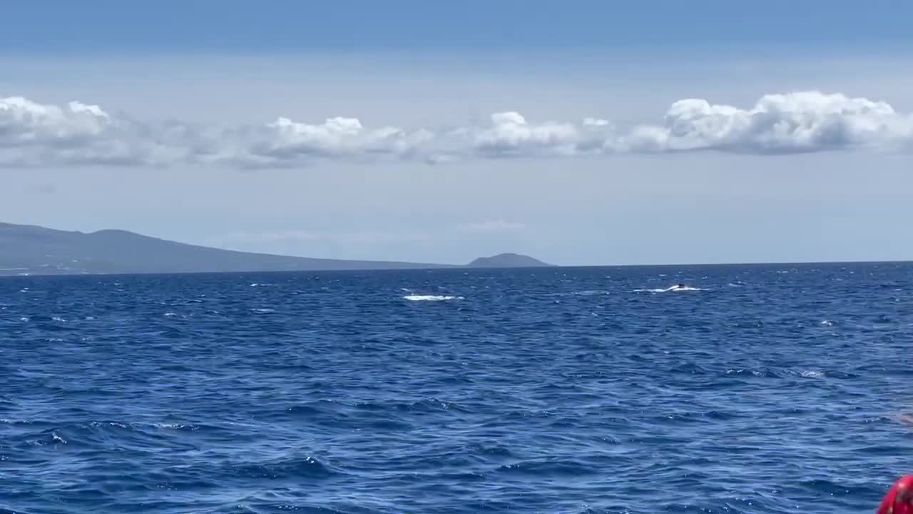 하와이 마우이의 해양 보호 구역에서 공격적으로 암컷을 쫓는 수컷 혹등고래