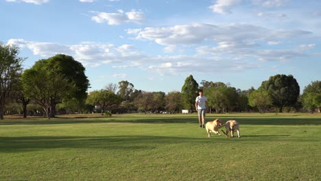 man playing fetch with two labradors