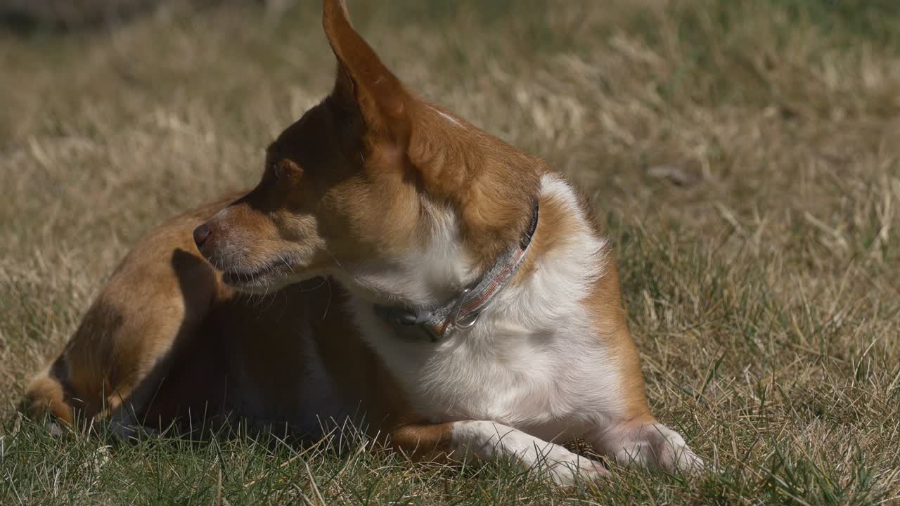 perro durmiendo a la luz del sol