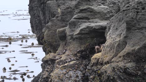 Medium-slow-motion-shot-of-a-family-of-River-Otters-on-the-Pacific-Ocean