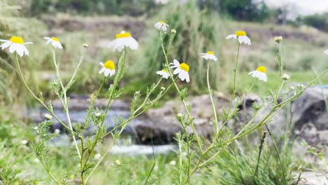 Pequeñas-Margaritas-Silvestres-Movidas-Por-La-Brisa-Al-Lado-De-Un-Río