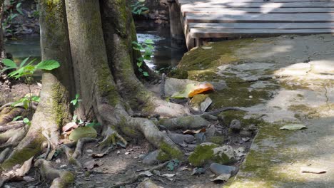 A-small-but-very-poisonous-snake-is-being-spotted-in-the-middle-of-the-jungle-in-Sai-Yok-National-Park-in-Thailand-in-Asia