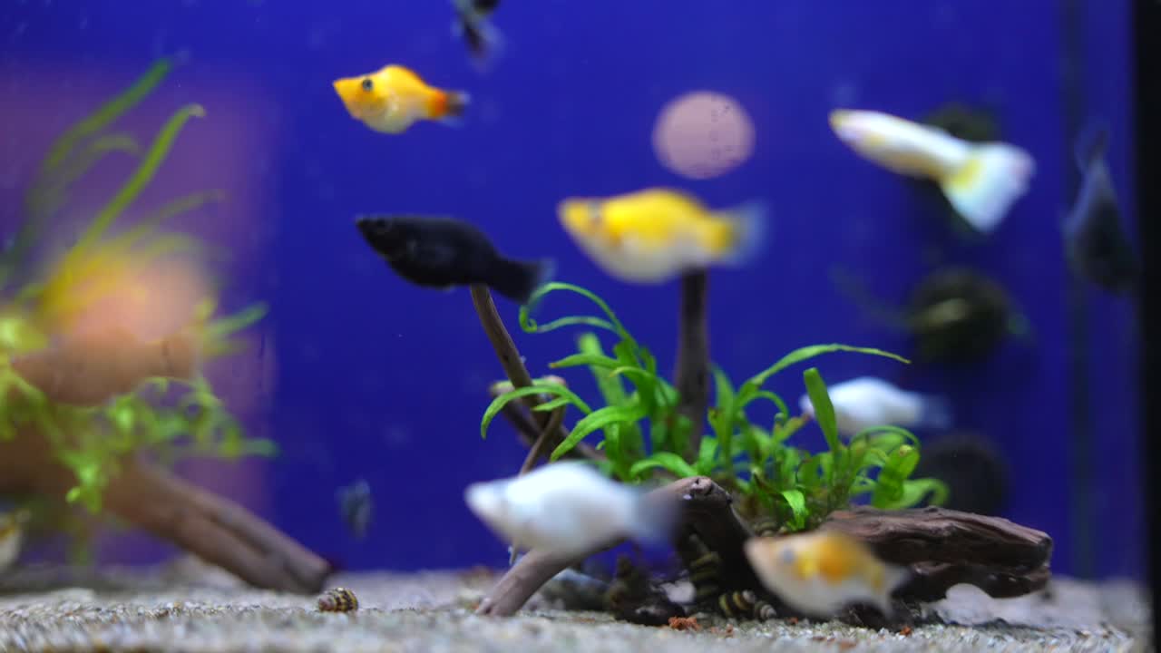 peces coloridos en un acuario