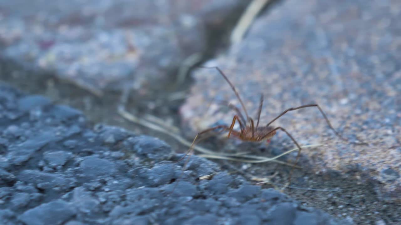 primer plano de una araña caminando por un patio
