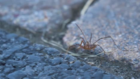 close up of a spider walking across a patio