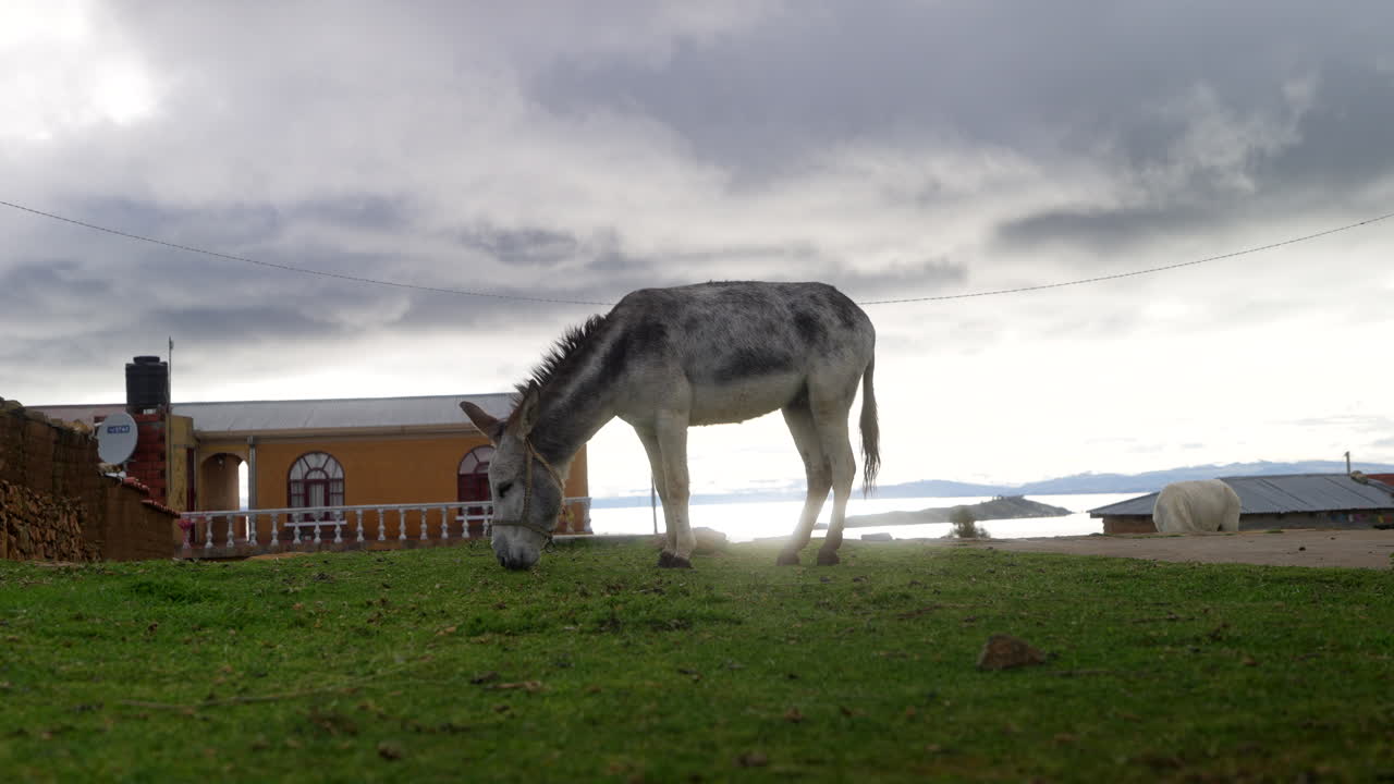 Ein Esel grast im Gras auf der Isla del Sol am Titicacasee, Bolivien, mit ländlichen Gebäuden und der Seeuferlinie sichtbar unter einem bedeckten Himmel.