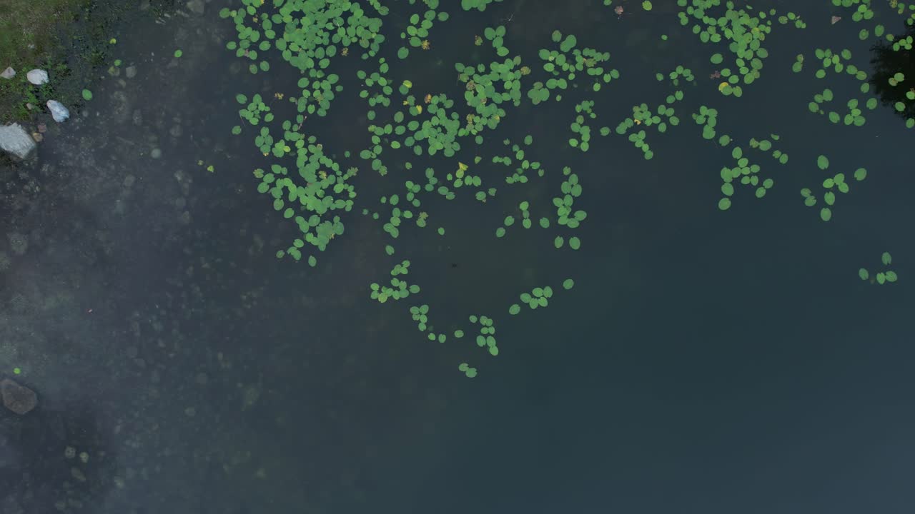 Pristine alpine lake in Piedmont, Italy, dotted with floating Nymphaea and aquatic vegetation, captured by drone in slow motion showing natural water patterns and textures