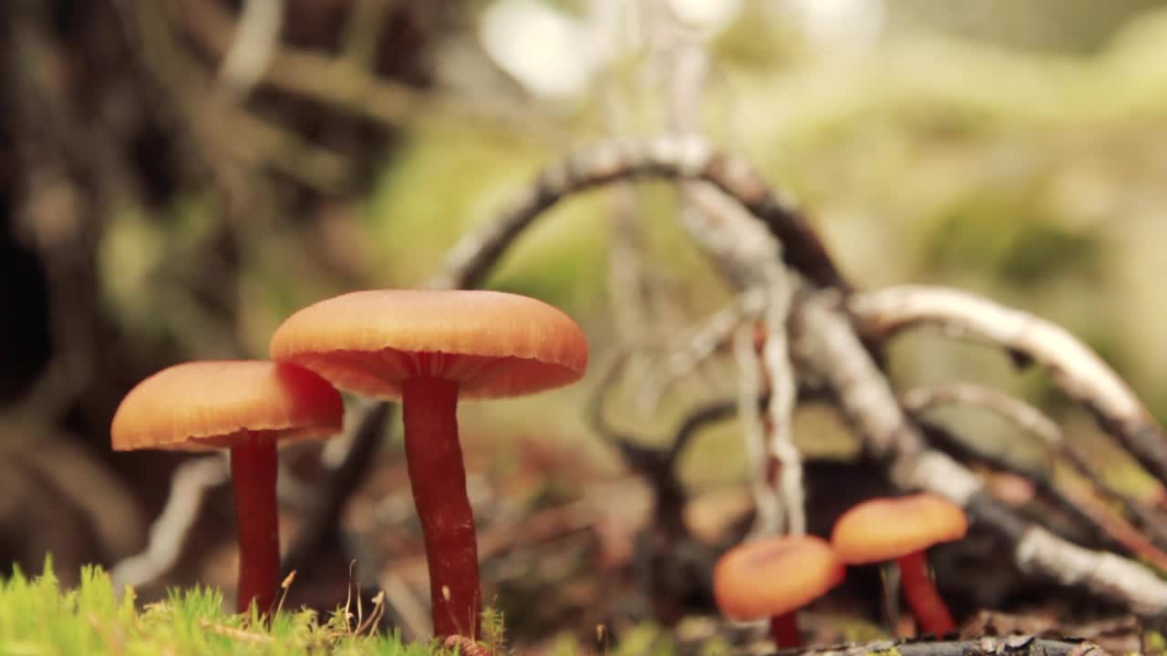 Family of orange gilled mushrooms in the forest while the wind is blowing and moving branches