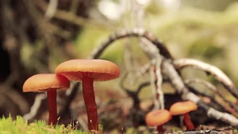 family of orange gilled mushrooms in the forest while the wind is blowing and moving branches