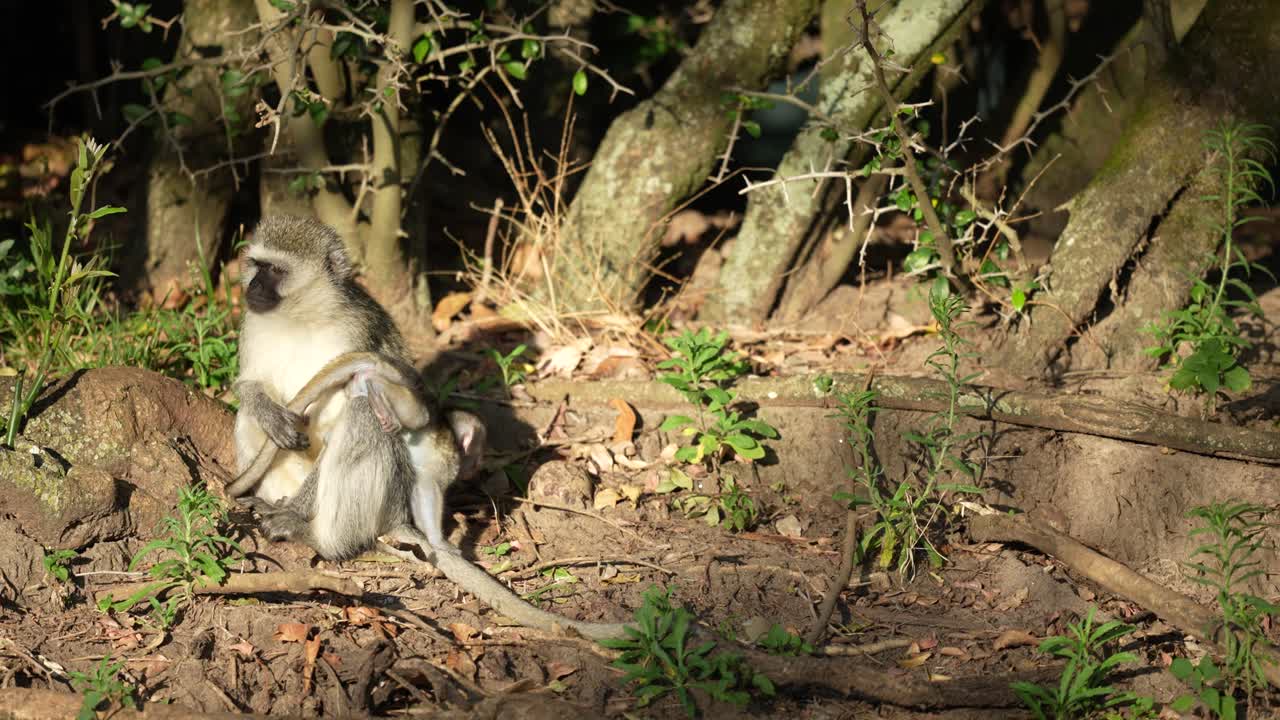 cría de mono vervet jugando con su madre