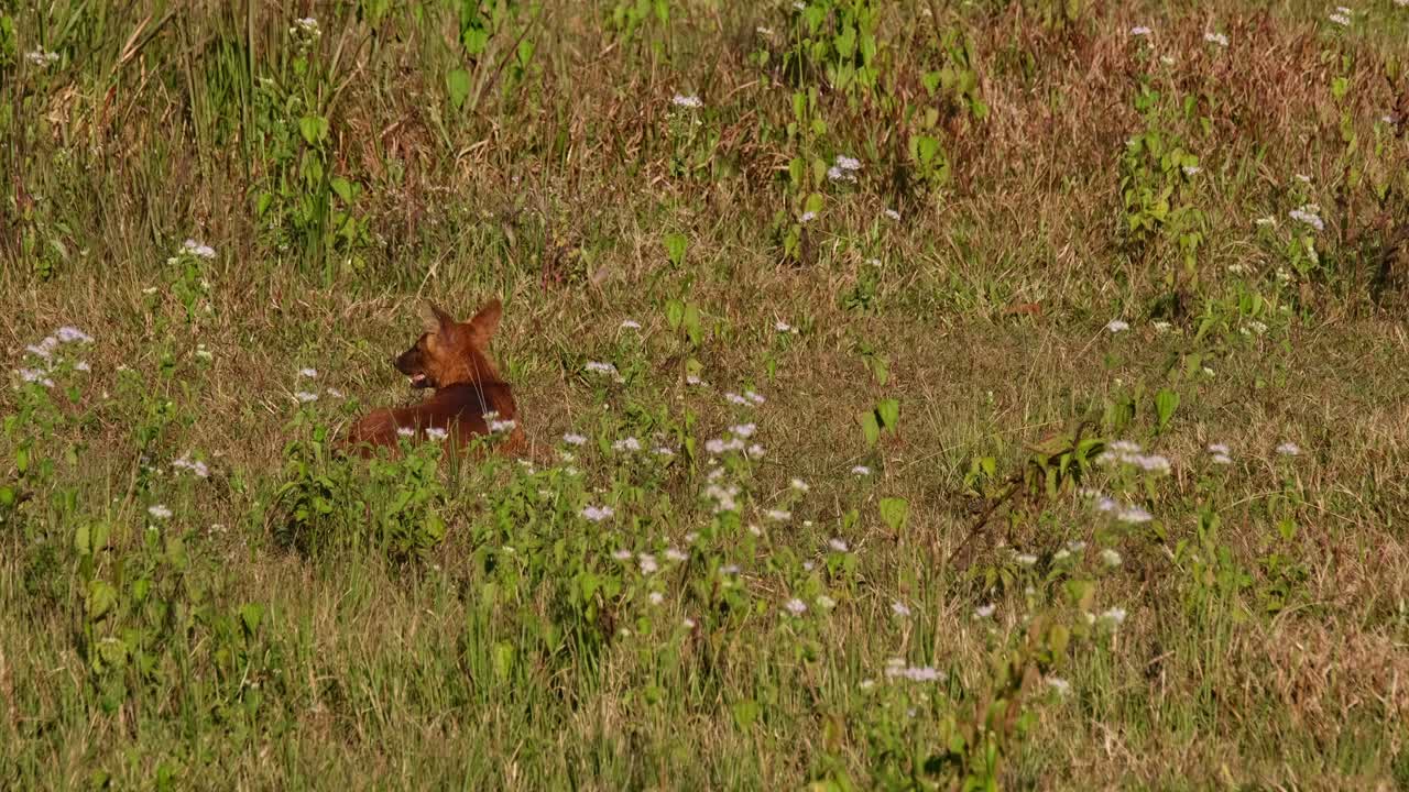 visto desde su espalda mirando a su alrededor mientras descansa en la hierba luego se pone para ir a la izquierda, dhole cuon alpinus, tailandia