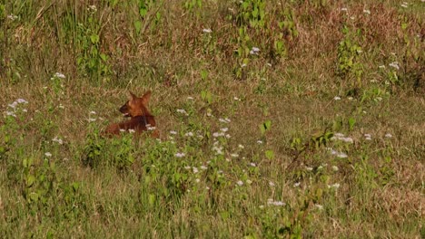 Visto-Desde-Atrás,-Mirando-A-Su-Alrededor-Mientras-Descansa-Sobre-La-Hierba,-Luego-Se-Levanta-Para-Ir-Hacia-La-Izquierda,-Dhole-Cuon-Alpinus,-Tailandia