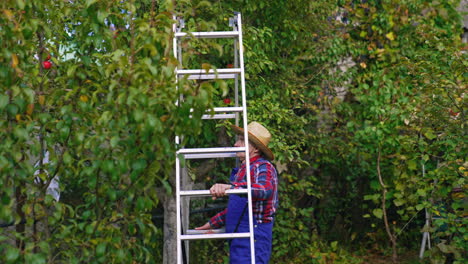 farmer bringing a ladder for picking up. fruit farmer harvesting an apple.
