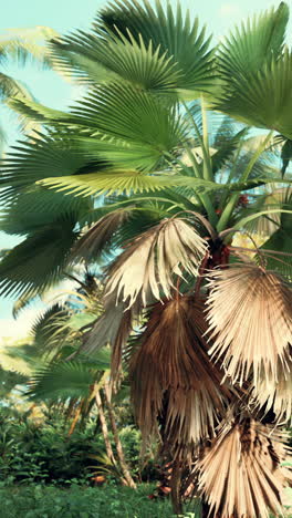 palm trees in a tropical jungle