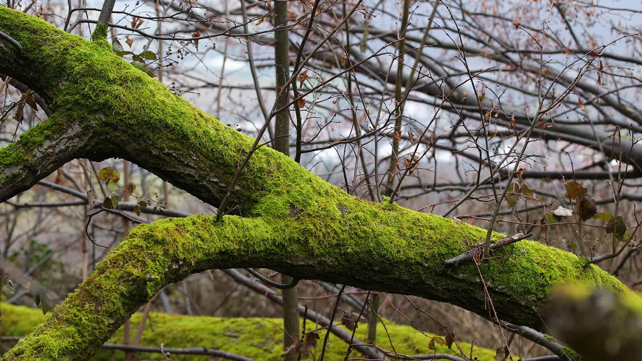 Close-up view of a tree trunk full of fresh moss