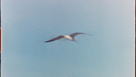 vintage styled footage capturing seagull soaring gracefully against pristine blue sky, embodying freedom and serene coastal wildlife movement with film grain aesthetic