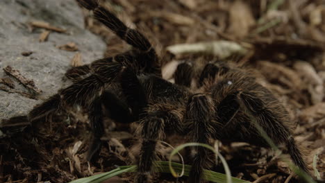 araña tarántula se arrastra a lo largo del suelo rocoso del bosque - cerrar