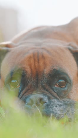 boxer dog hiding in the grass