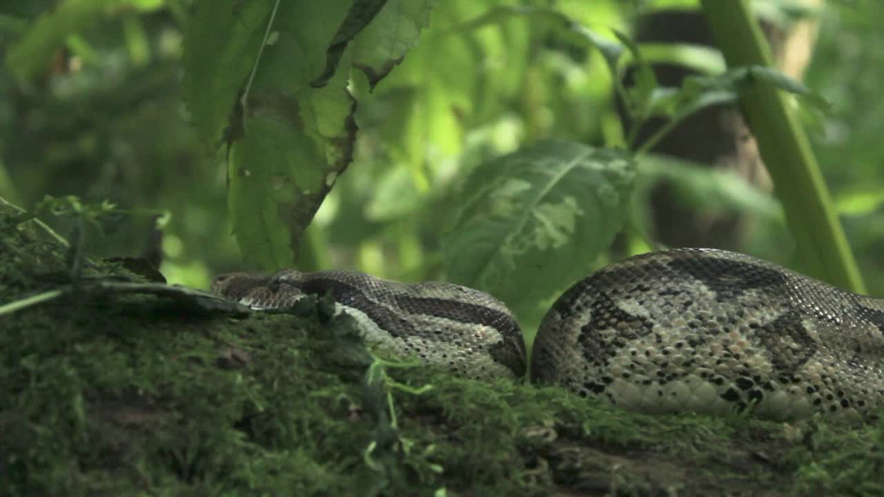 Track Left to Reveal Snake of a Brance - 20 Second Version 1080p