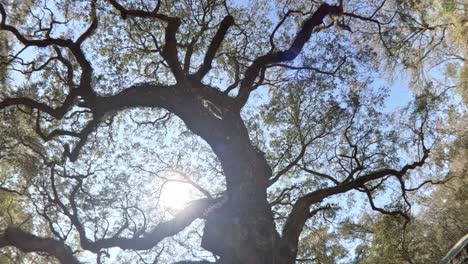 Magnífico-Roble-ángel-Mirando-Hacia-Sus-Ramas-Gigantes-En-2024-Charleston-Carolina-Del-Sur