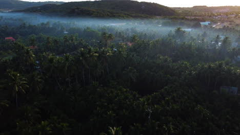 Paisaje-De-Niebla-Temprano-En-La-Mañana-Con-Plantación-De-Coco,-Vietnam