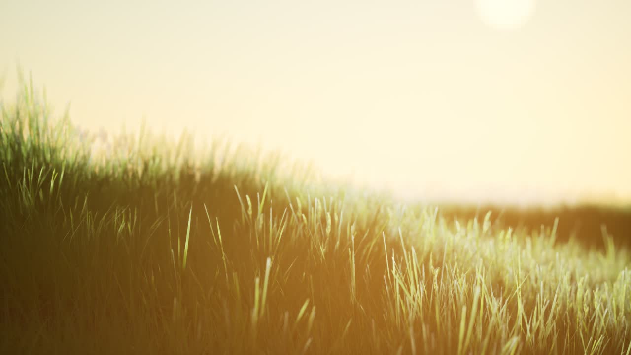 푸른 하늘과 함께 해가 뜨는 초록색  ⁇