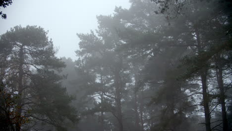 Herbstwald-An-Einem-Nebligen-Morgen